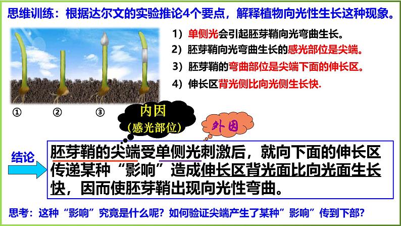 5.1 植物生长素-2024-2025学年高二生物上册同步备课课件(人教版2019选择性必修1)第5页