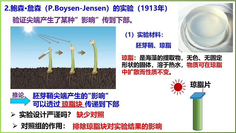 5.1 植物生长素-2024-2025学年高二生物上册同步备课课件(人教版2019选择性必修1)第6页