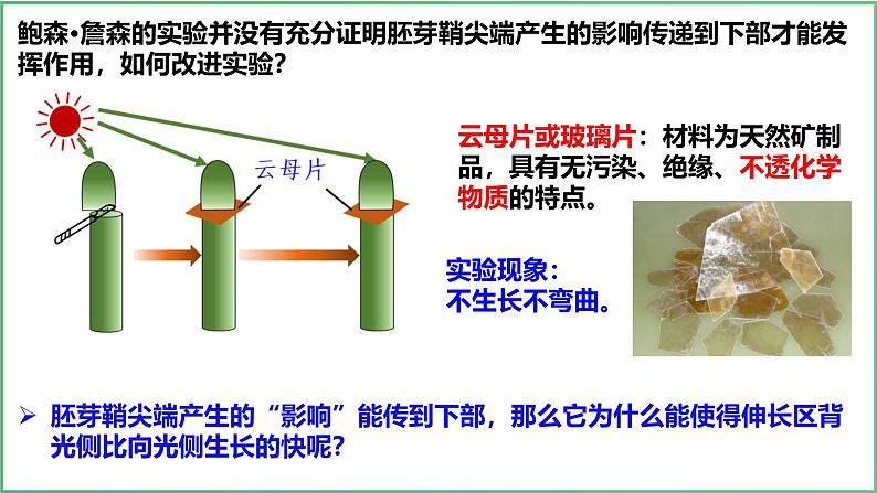 5.1 植物生长素-2024-2025学年高二生物上册同步备课课件(人教版2019选择性必修1)第7页