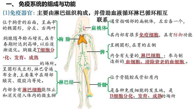 第39讲 免疫系统的组成、功能、特异性免疫- 备战2025年高考生物一轮复习精品课件04