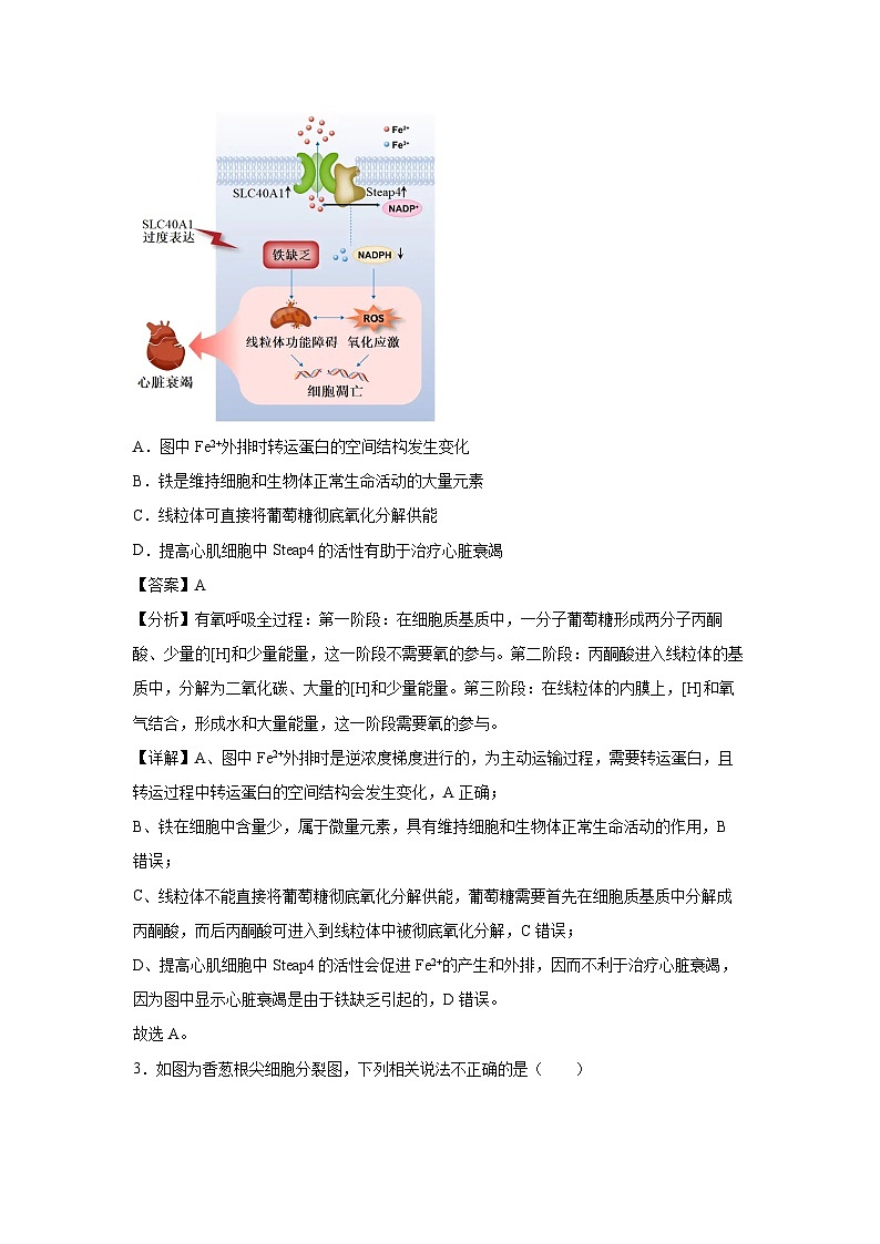 冲刺江苏高考押题必刷卷02生物试卷(解析版)第2页