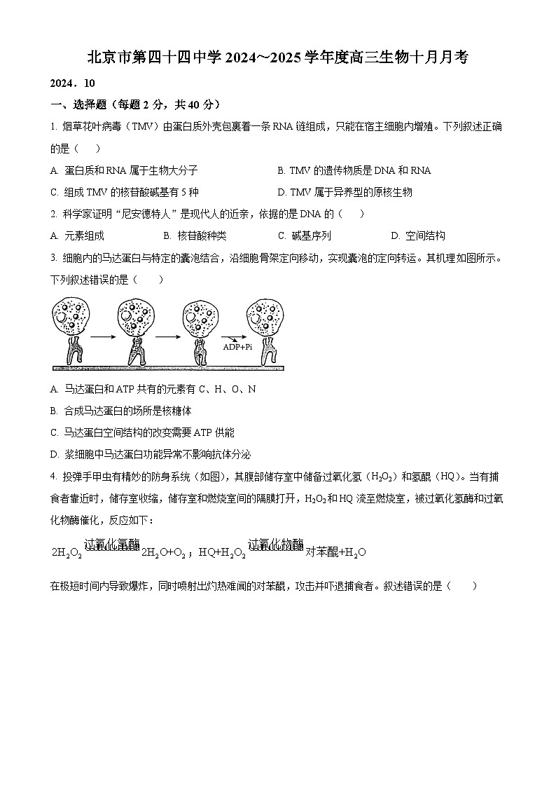 北京市第四十四中学2024-2025学年高三上学期十月月考生物试题 Word版无答案第1页
