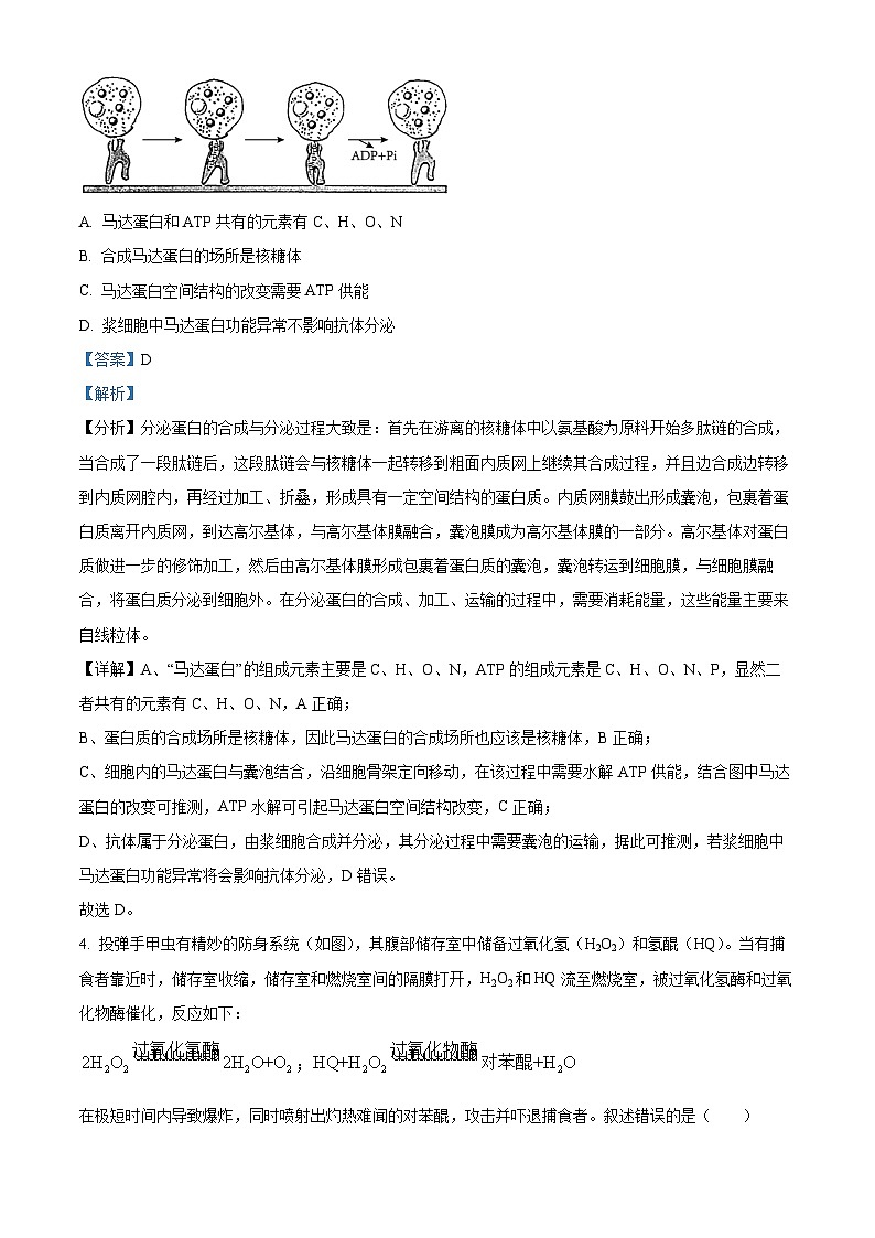 北京市第四十四中学2024-2025学年高三上学期十月月考生物试题 Word版含解析第2页
