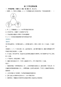 河北省邯郸市大名县第一中学2024-2025学年高二上学期10月月考生物试题(Word版附解析)