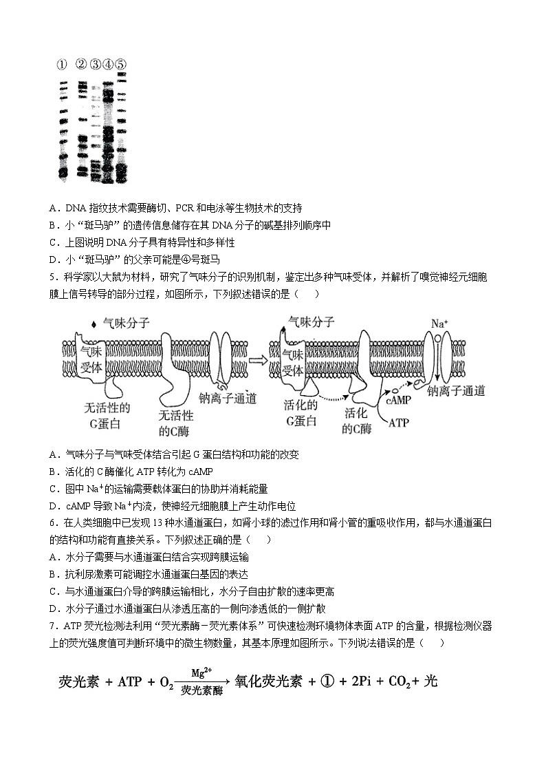 2025河南省豫西北教研联盟(许洛平)高三上学期第一次质量检测生物试题无答案第2页