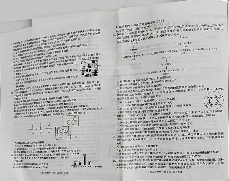 2025维吾尔自治区部分学校高三上学期10月联考试题生物PDF版含解析第3页