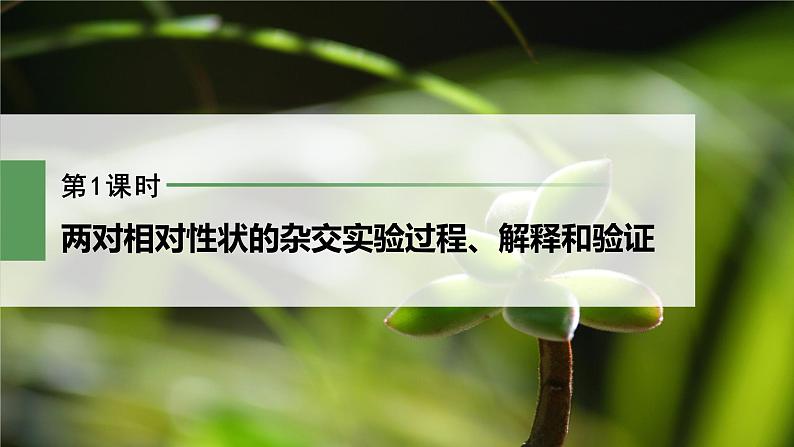 第1章 第2节 第1课时 两对相对性状的杂交实验过程、解释和验证第2页