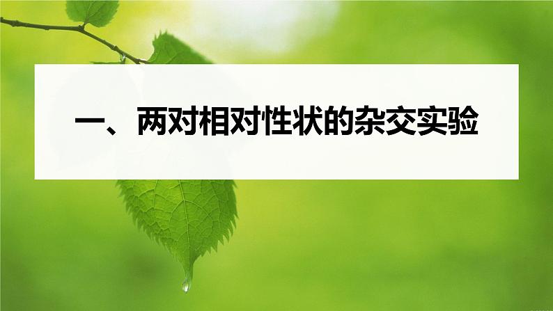 第1章 第2节 第1课时 两对相对性状的杂交实验过程、解释和验证第5页