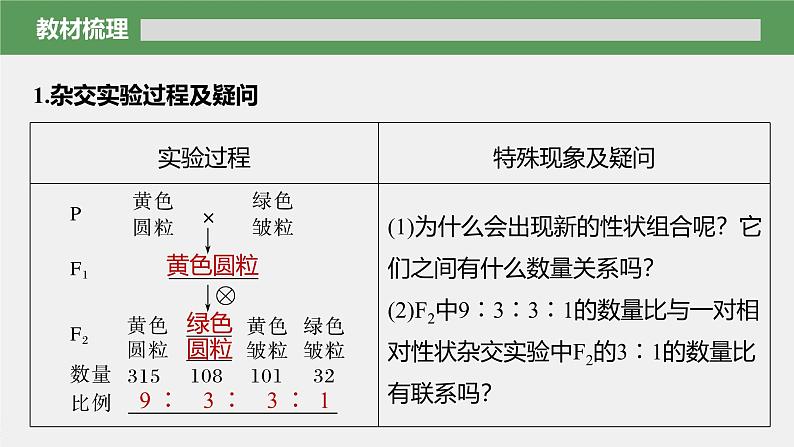 第1章 第2节 第1课时 两对相对性状的杂交实验过程、解释和验证第6页