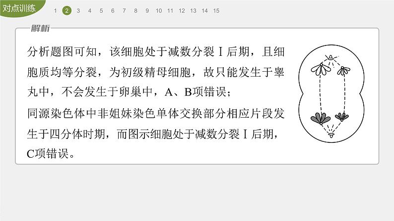 高中生物新教材同步必修第二册课件+讲义 第2章 重点突破练(二)06