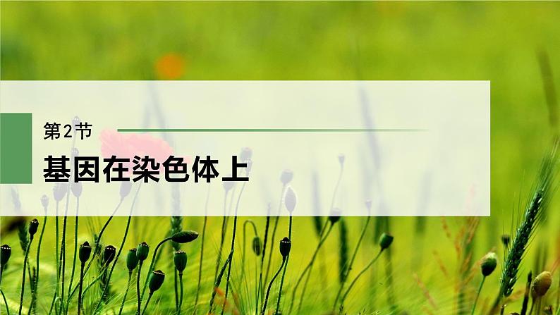 高中生物新教材同步必修第二册课件+讲义 第2章 第2节 基因在染色体上02