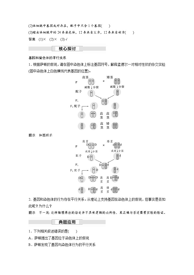 高中生物新教材同步必修第二册课件+讲义 第2章 第2节 基因在染色体上02