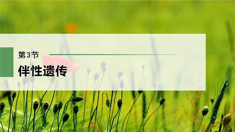 第2章 第3节 伴性遗传第2页