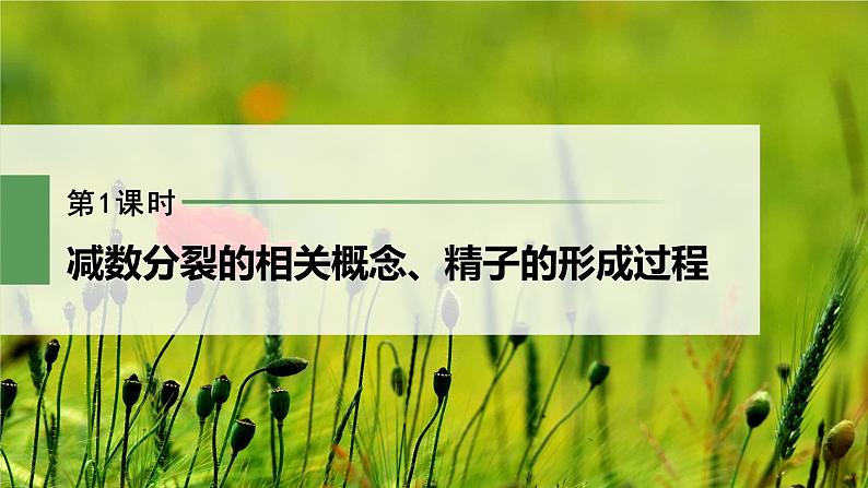 第2章 第1节 第1课时 减数分裂的相关概念、精子的形成过程第2页
