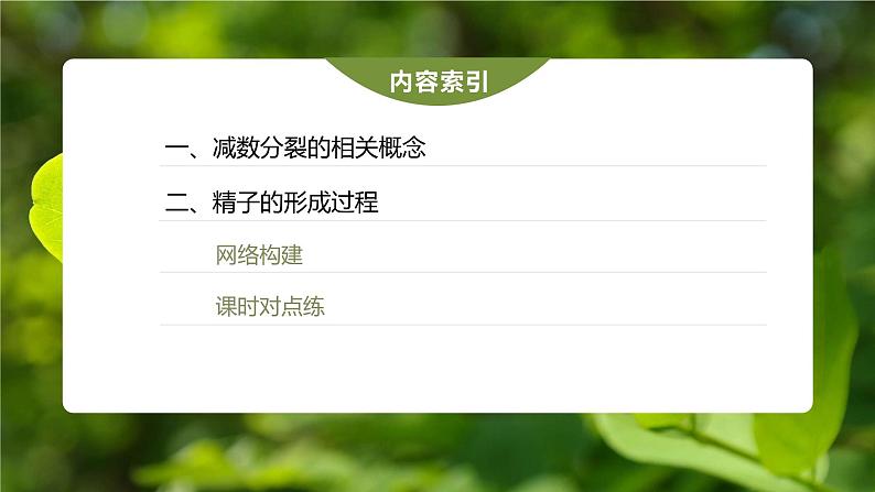 第2章 第1节 第1课时 减数分裂的相关概念、精子的形成过程第4页