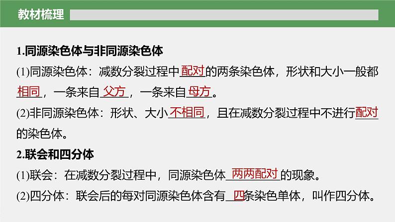 第2章 第1节 第1课时 减数分裂的相关概念、精子的形成过程第6页