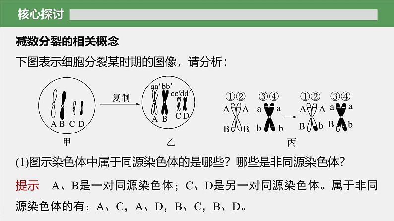 第2章 第1节 第1课时 减数分裂的相关概念、精子的形成过程第8页