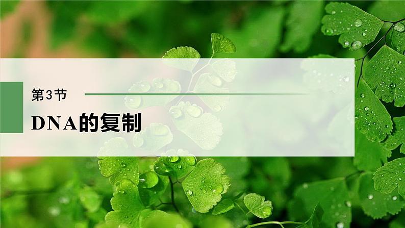 第3章 第3节 DNA的复制第2页