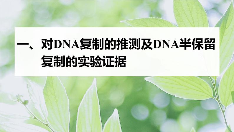第3章 第3节 DNA的复制第5页