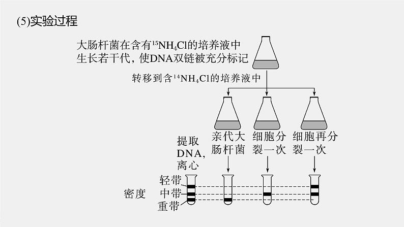 第3章 第3节 DNA的复制第8页