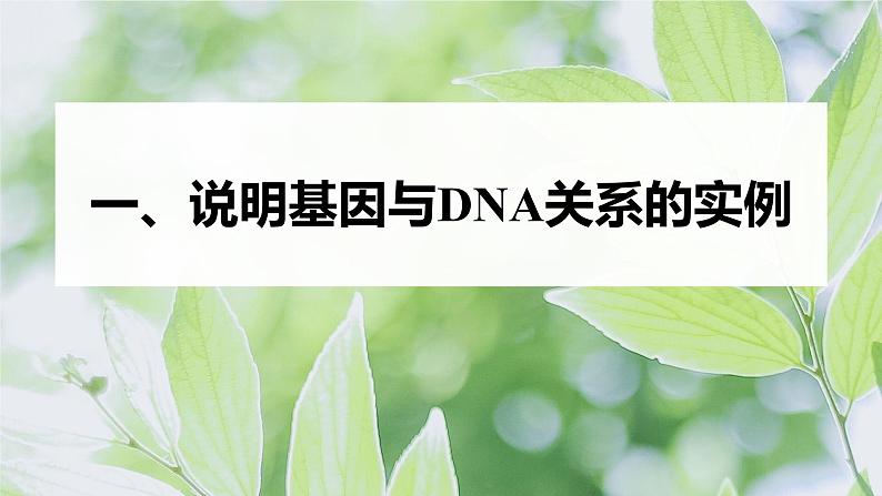 第3章 第4节 基因通常是有遗传效应的DNA片段第5页