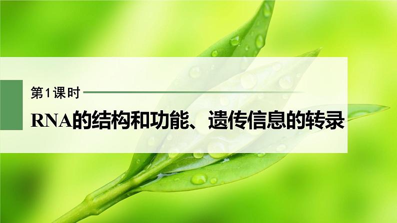 第4章 第1节 第1课时 RNA的结构和功能、遗传信息的转录第2页