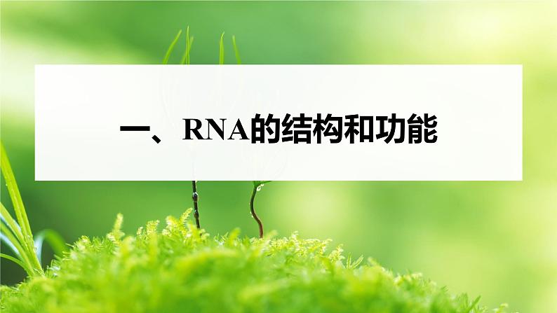 第4章 第1节 第1课时 RNA的结构和功能、遗传信息的转录第5页