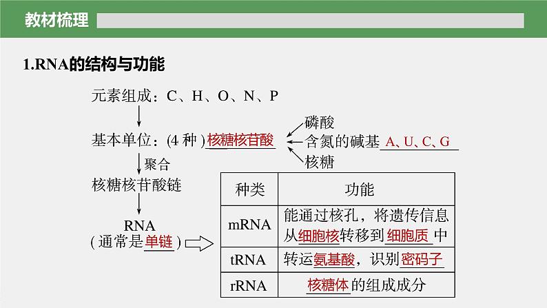 第4章 第1节 第1课时 RNA的结构和功能、遗传信息的转录第6页
