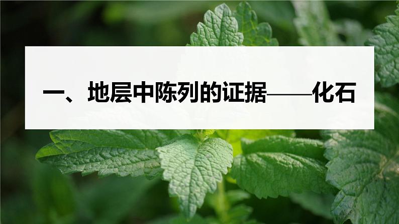 第6章 第1节 生物有共同祖先的证据第5页