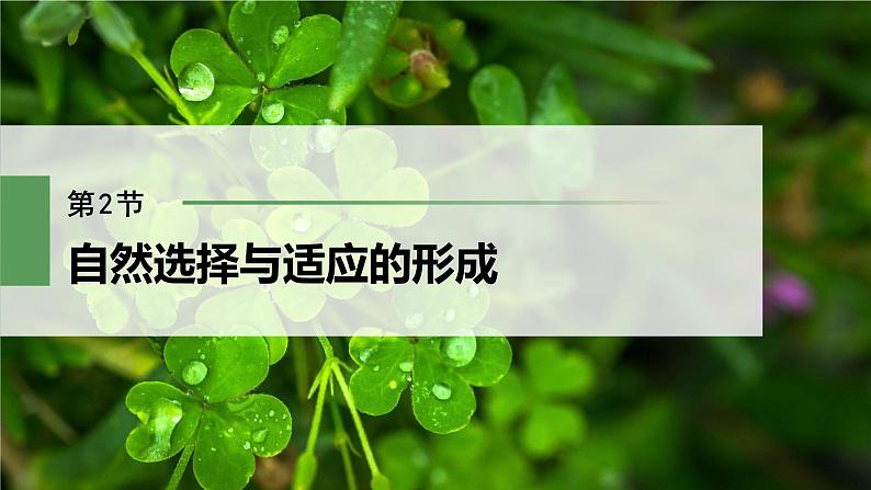 第6章 第2节 自然选择与适应的形成第2页