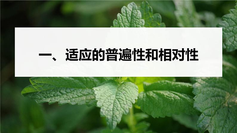 第6章 第2节 自然选择与适应的形成第5页