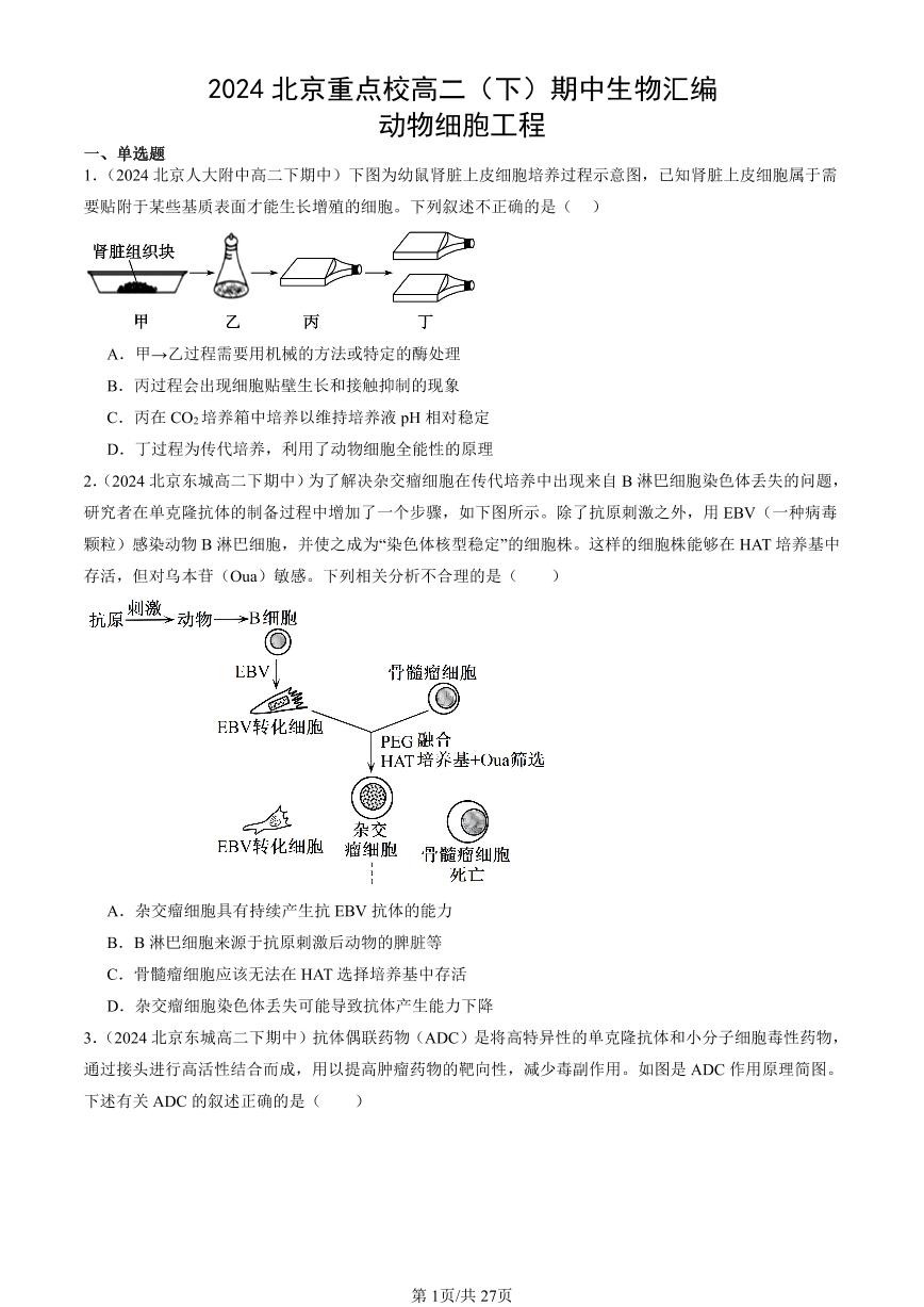 2024北京重点校高二（下）期中真题生物汇编：动物细胞工程