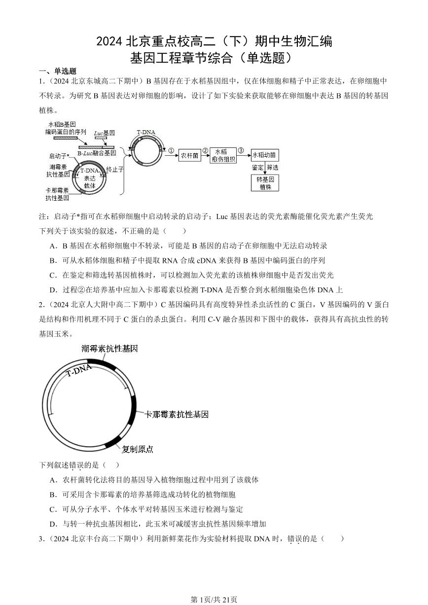 2024北京重点校高二（下）期中真题生物汇编：基因工程章节综合（单选题）