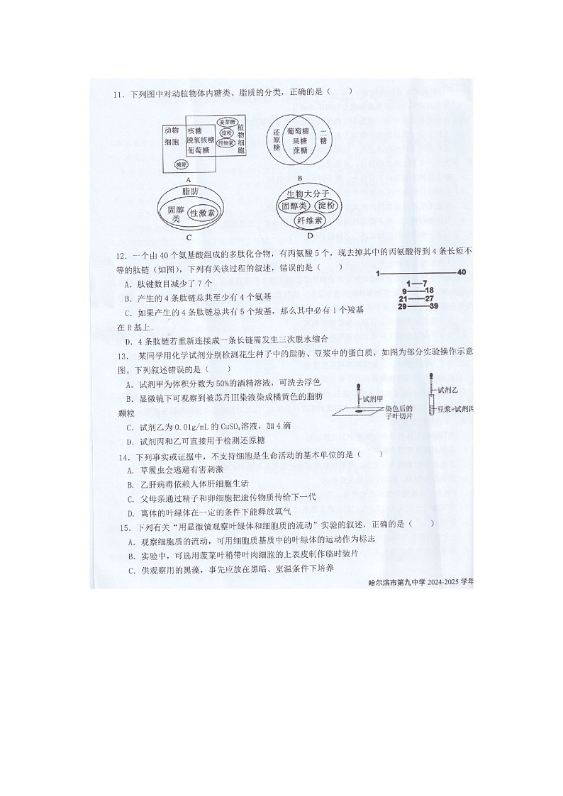 黑龙江省哈尔滨市第九中学校2024-2025学年高一上学期期中考试生物试题第3页