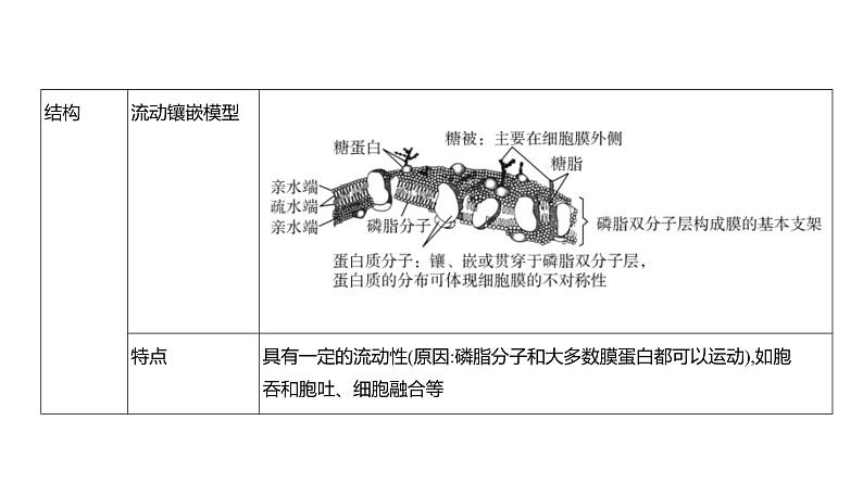 高考生物二轮复习讲解课件:专题2 细胞的结构与功能第7页