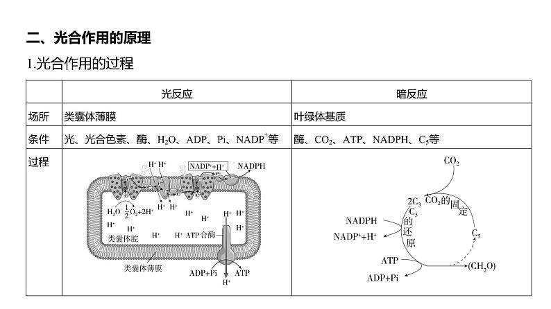 高考生物二轮复习讲解课件:专题6 光合作用第6页