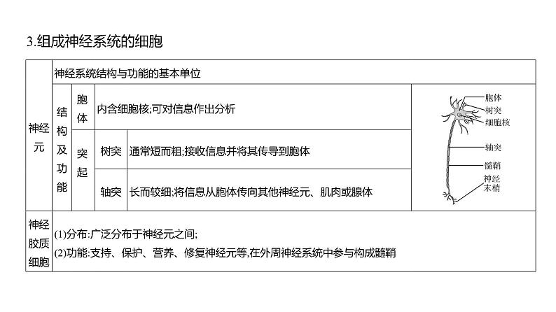 高考生物二轮复习讲解课件:专题13 神经调节06