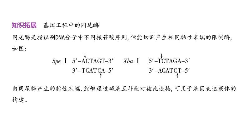 高考生物二轮复习讲解课件:专题22 基因工程第4页