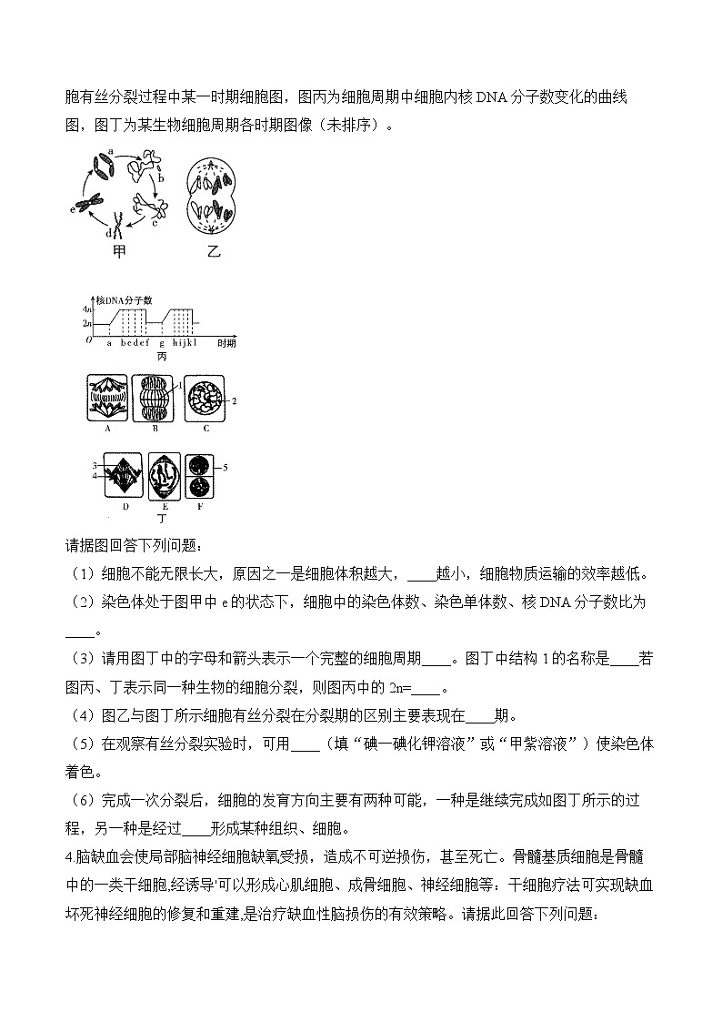 专题4 细胞的生命历程(非选择题)-2025年高考生物二轮复习模块分练【新高考版】(含解析)03
