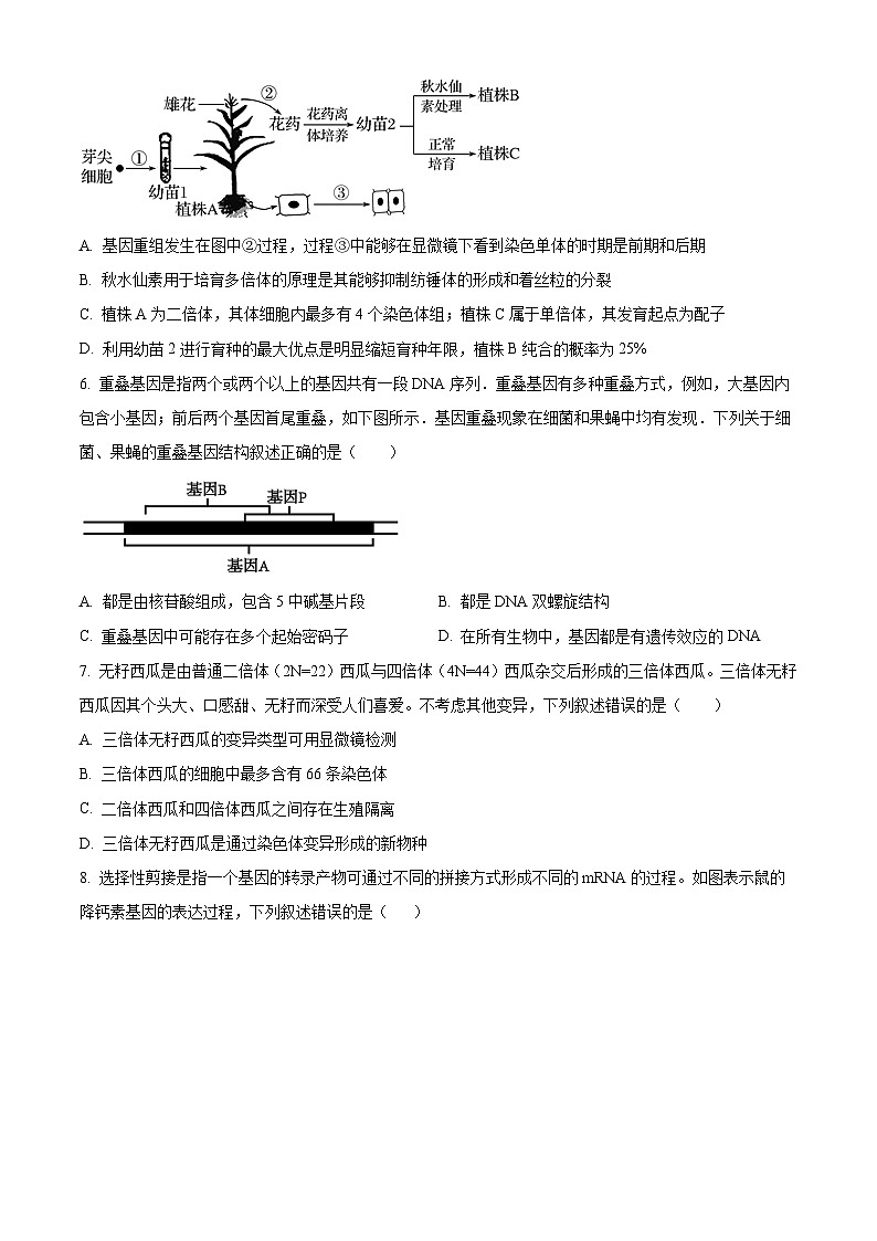 重庆市铜梁一中2024-2025学年高二上学期10月月考生物试题无答案第2页