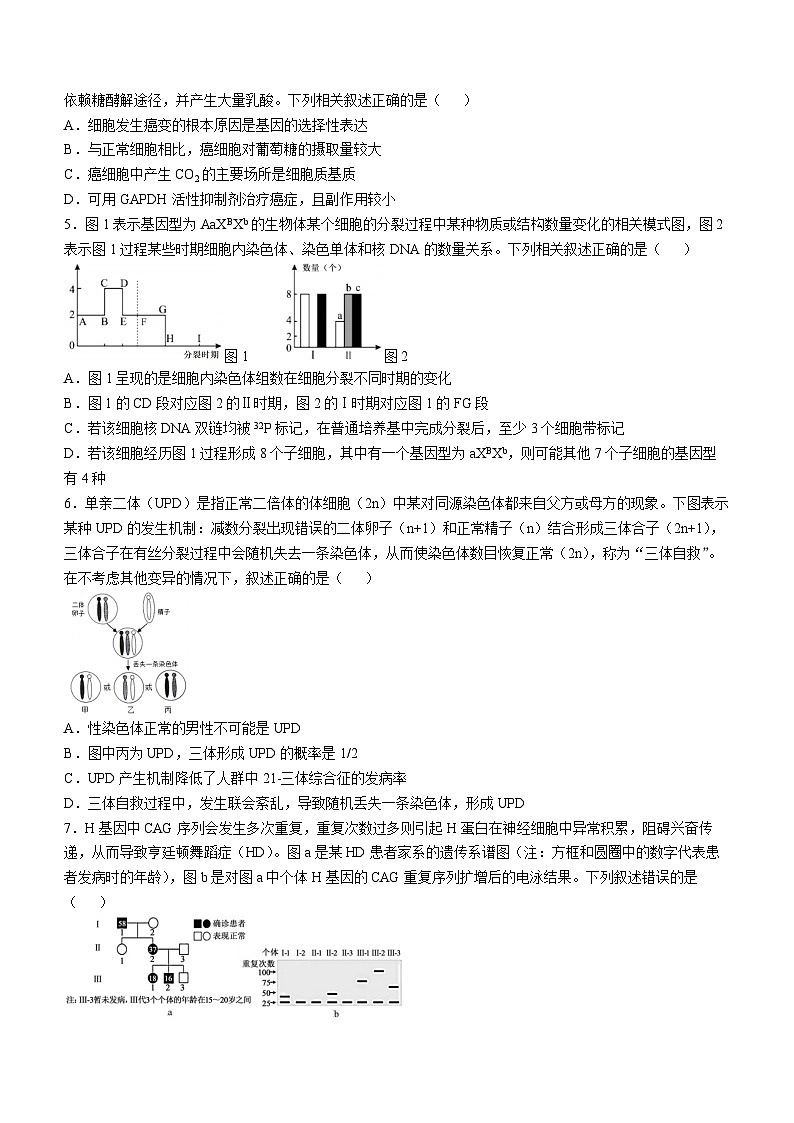 四川省成都市树德中学2024-2025学年高三上学期期中考试生物试题02