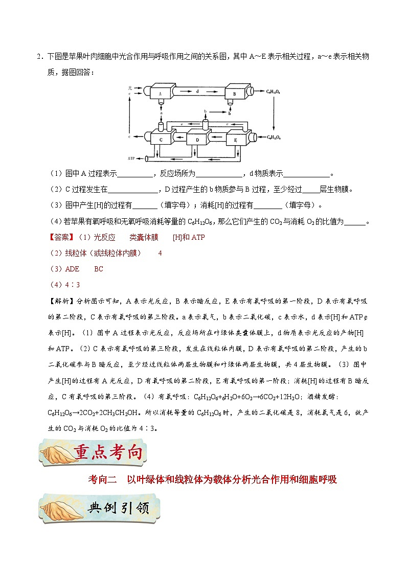 备战2025年高考生物考点一遍过考点20光合作用和细胞呼吸的综合教案(Word版附解析)第3页