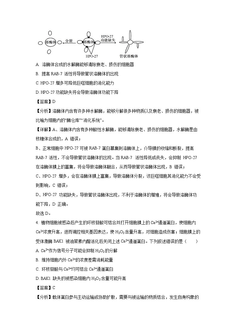 山东省名校考试联盟2024-2025学年高三上学期10月阶段性检测生物试卷(解析版)第3页