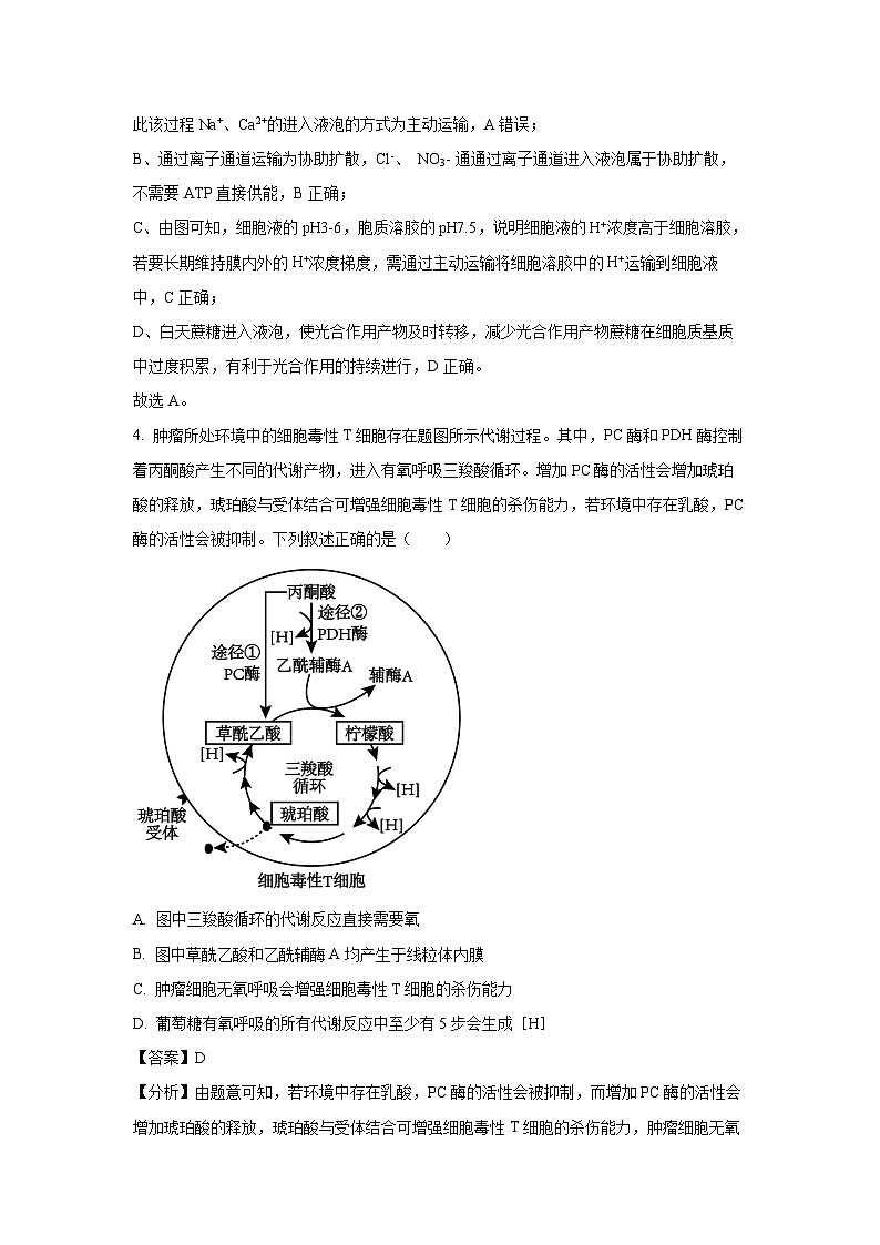 江苏省扬州市高邮市2024-2025学年高三上学期10月月考生物试卷(解析版)第3页