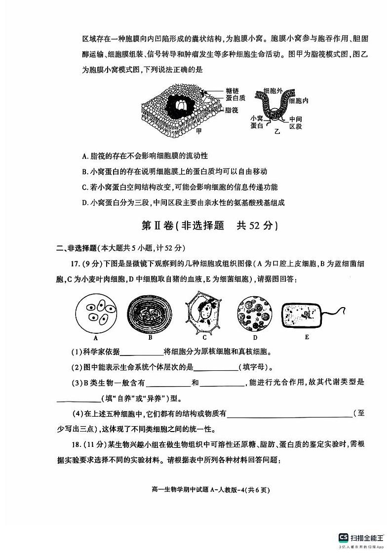 陕西省榆林市米脂中学2024-2025学年高一上学期11月期中生物试题第3页