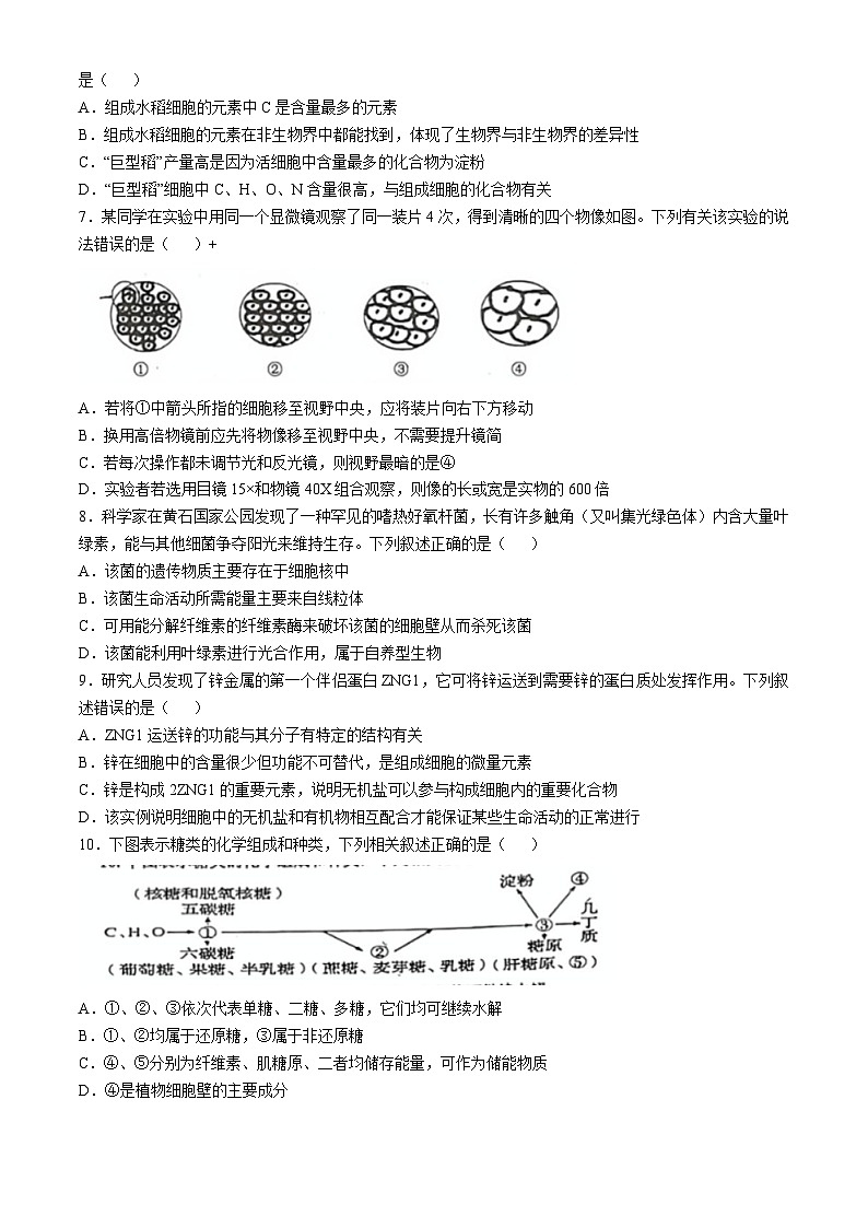 黑龙江省佳木斯市二中2024-2025学年高一上学期期中考试生物试题(无答案)第2页