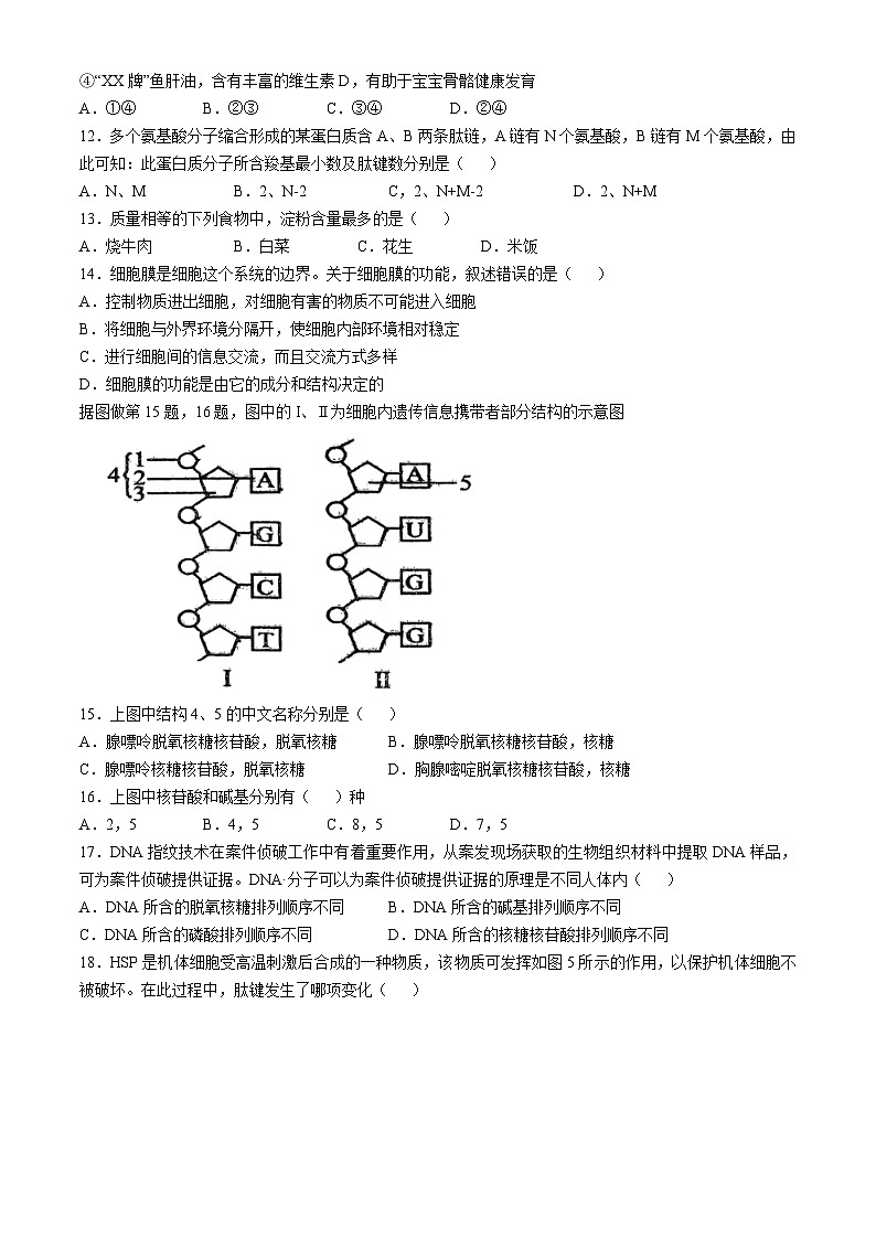 湖北省2024-2025学年高一上学期期中四校联考生物试题第3页