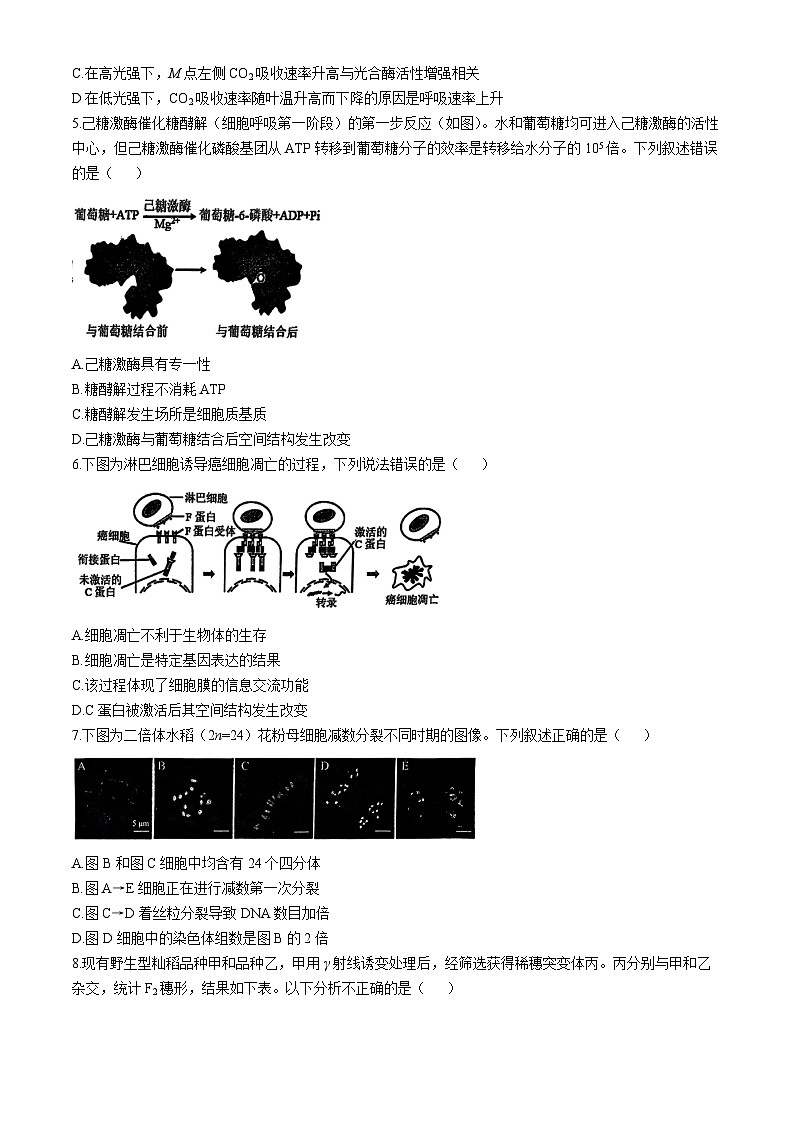 北京市八中2024-2025学年高三上学期期中考试生物试题(无答案)第2页