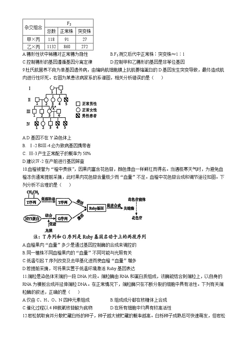 北京市八中2024-2025学年高三上学期期中考试生物试题(无答案)第3页