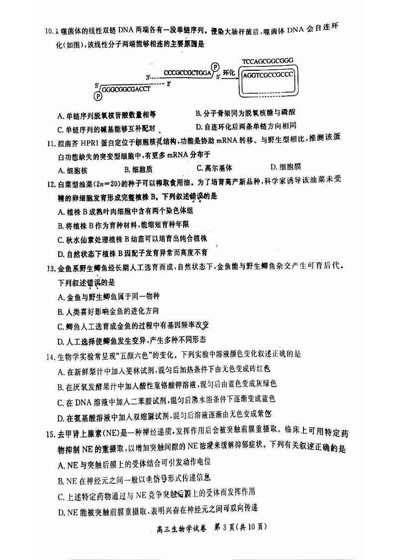 2024北京通州高三上学期期中真题生物试卷第3页